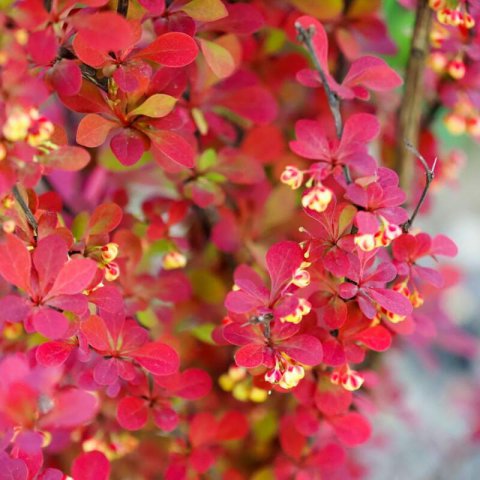 BERBERIS THUNBERGII ATROPURPUREA - Japanese Barberry Red Rocket