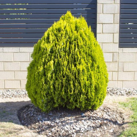 THUJA ORIENTALIS AUREA NANA
