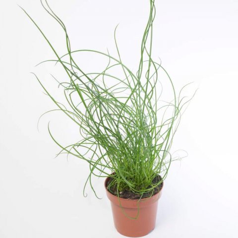 JUNCUS EFFUSUS Spiralis - Jonc pars #1