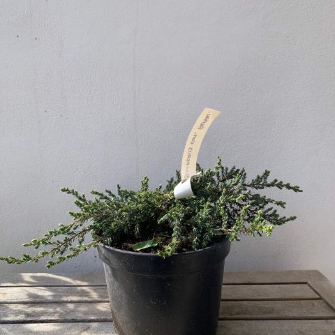 JUNIPERUS COMMUNIS - Genvrier tapissant Repanda