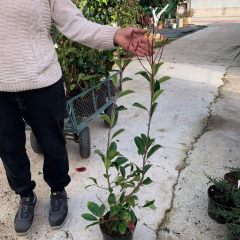 PHOTINIA x FRASERI Red Robin - M.3L