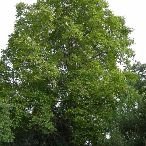 JUGLANS REGIA - E-075-25 - Common Walnut Tree