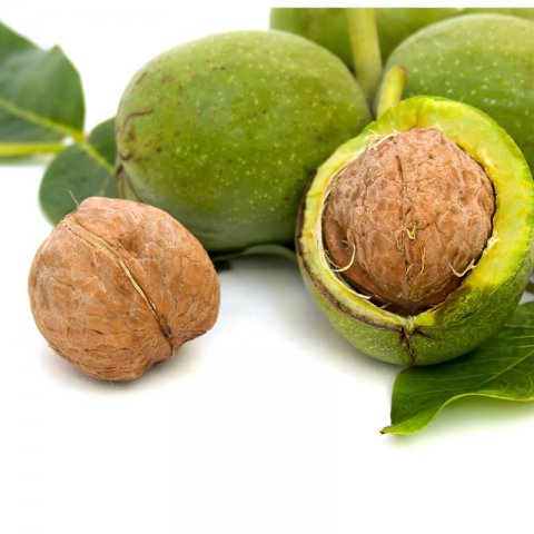 JUGLANS REGIA - E-075-25 - Common Walnut Tree