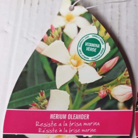 NERIUM OLEANDER - Laurier rose  fleurs crme