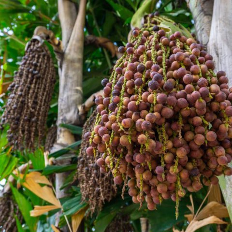 CARYOTA MITIS - Andean Wax Palm