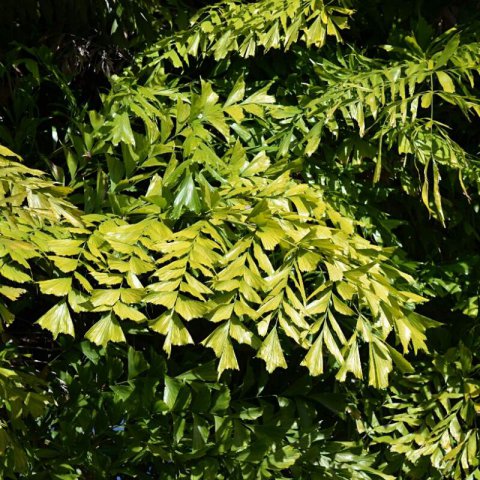 CARYOTA MITIS - Andean Wax Palm