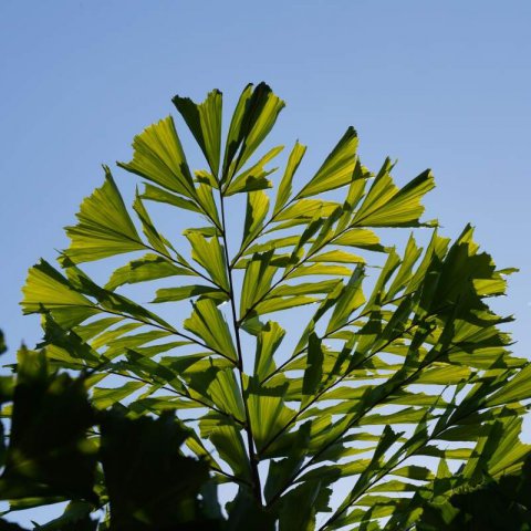 CARYOTA MITIS