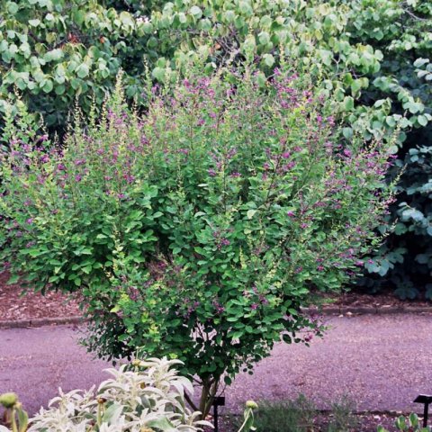 LESPEDEZA BICOLOR