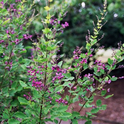 LESPEDEZA BICOLOR