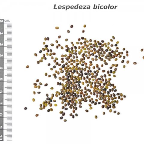 LESPEDEZA BICOLOR