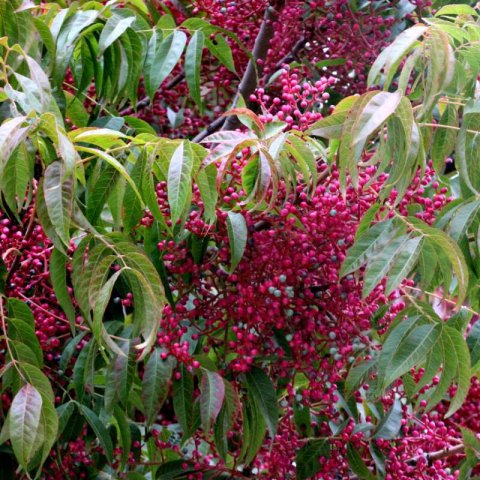 PISTACIA CHINENSIS