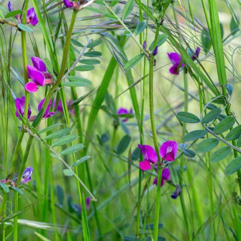 VICIA SATIVA
