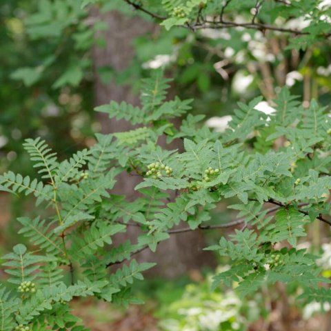 ZANTHOXYLUM PIPERITUM - Pimentero de Sichu�n
