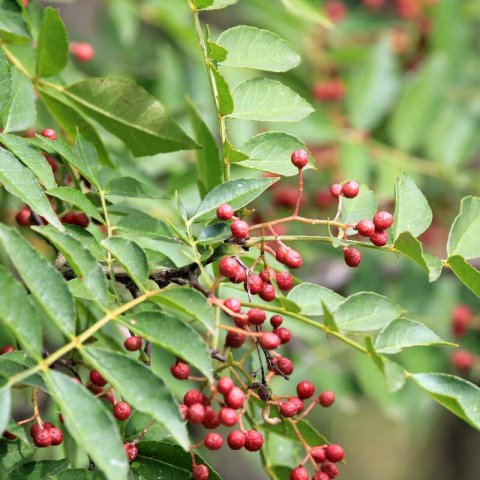 ZANTHOXYLUM PIPERITUM - Pimentero de Sichu�n