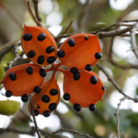 STERCULIA LANCEOLATA #1