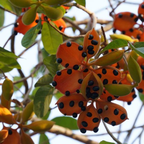 STERCULIA LANCEOLATA #2