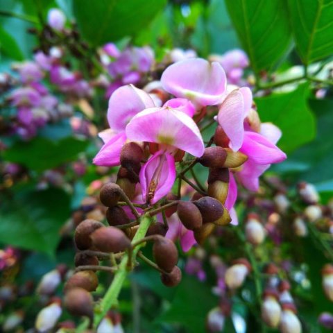 PONGAMIA PINNATA - Arbre de Pongolote #1