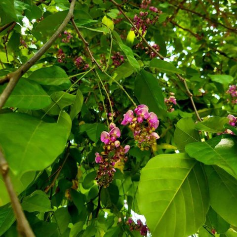 PONGAMIA PINNATA - Arbre de Pongolote #2