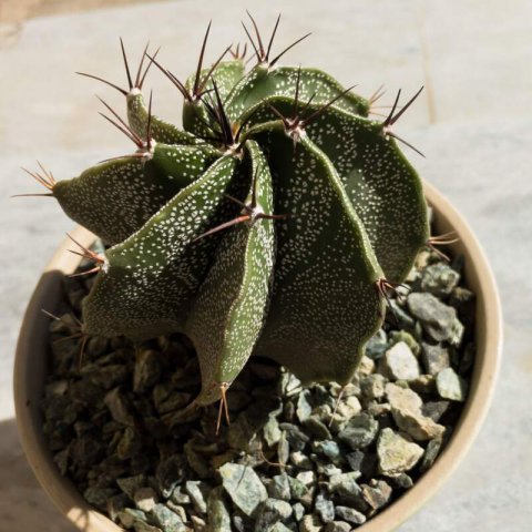 ASTROPHYTUM ORNATUM - Cactus estrella
