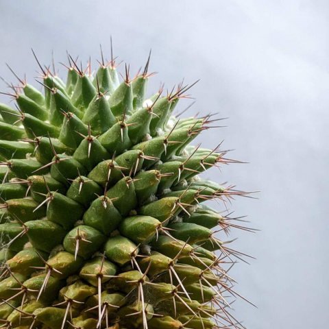 MAMMILLARIA COMPRESSA