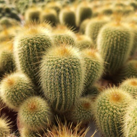 PARODIA LENINGHAUSII (ERIOCACTUS L.)