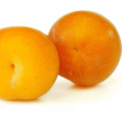 PRUNUS DOMESTICA - CIRUELO CLAUDIA AMARILLA