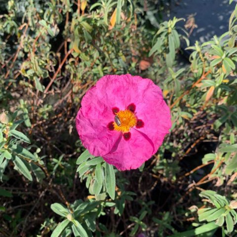 CISTUS x PULVERULENTUS