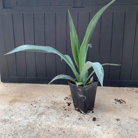 FURCRAEA QUICHEENSIS - Maguey