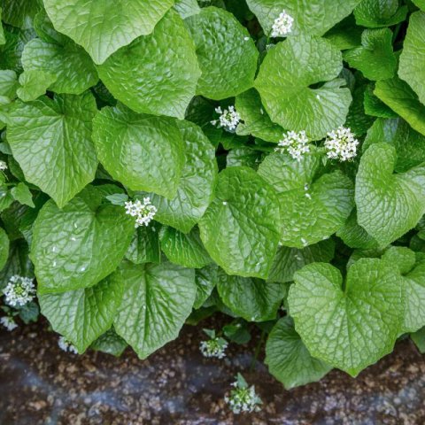 EUTREMA JAPONIUM - Wasabi Plant #1