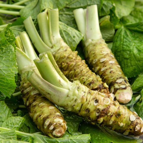 EUTREMA JAPONIUM - Wasabi Plant #2