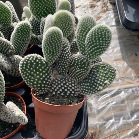 OPUNTIA MICRODASYS var. ALBISPINA