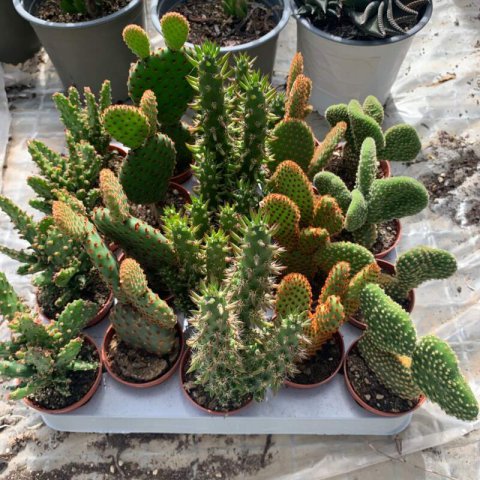 OPUNTIA MIX