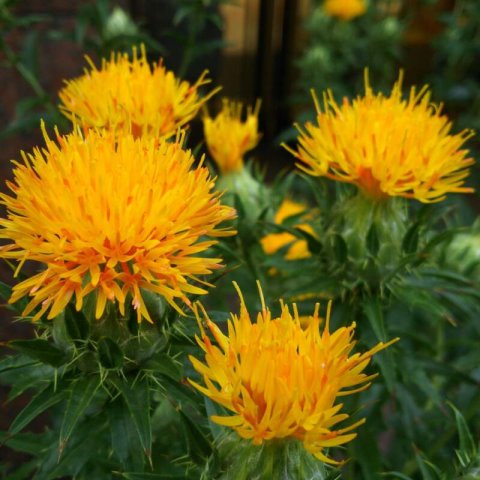CARTHAMUS TINCTORIUS - Crtamo amarillo