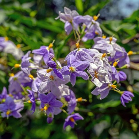 SOLANUM JASMINOIDES - Falso jazmn