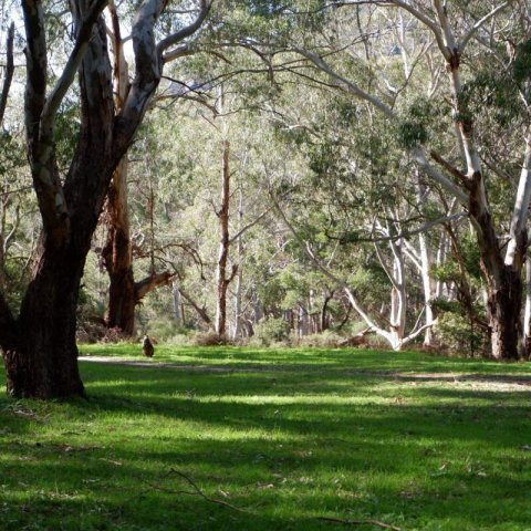 EUCALYPTUS ALPINA - Grampians Gum