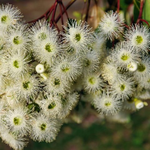 CORYMBIA CALOPHYLLA - Marri