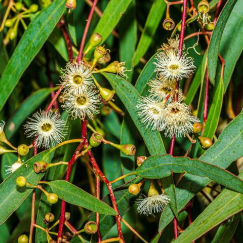 CORYMBIA CALOPHYLLA - Marri