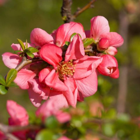 CHAENOMELES x SUPERBA Pink Lady