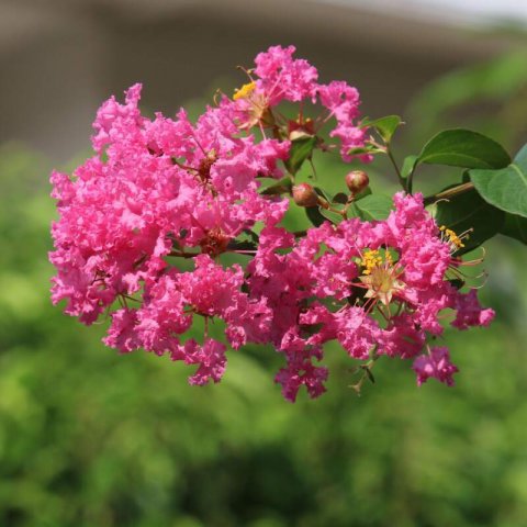 LAGERSTROEMIA INDICA Eveline - rbol de Jpiter Eveline