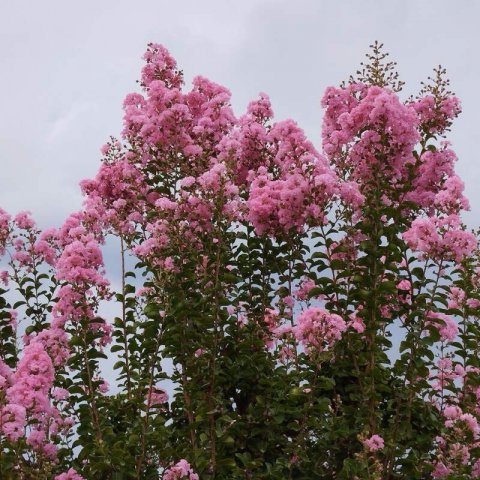 LAGERSTROEMIA INDICA Rosea Nova