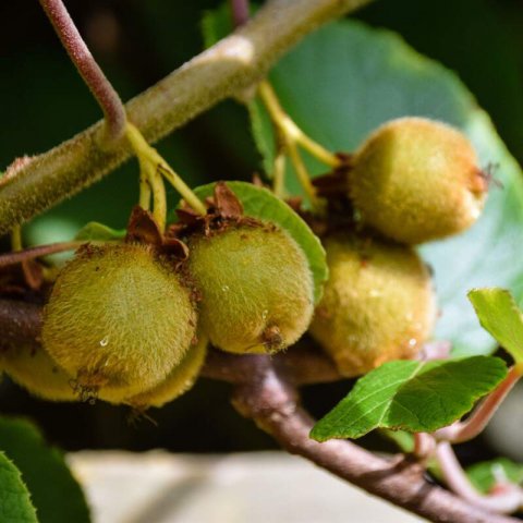 ACTINIDIA DELICIOSA - KIWI Jenny