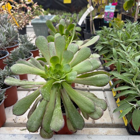 AEONIUM ARBOREUM
