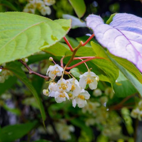 ACTINIDIA KOLOMIKTA - Kiwi arctique