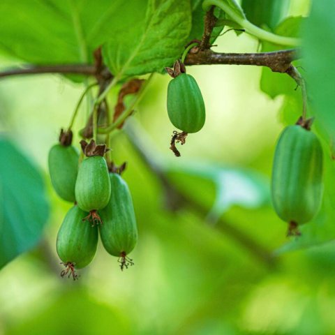 ACTINIDIA KOLOMIKTA - Kiwi arctique