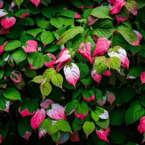 ACTINIDIA KOLOMIKTA
