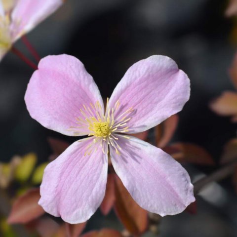 CLEMATIS MONTANA Fragrant Spring