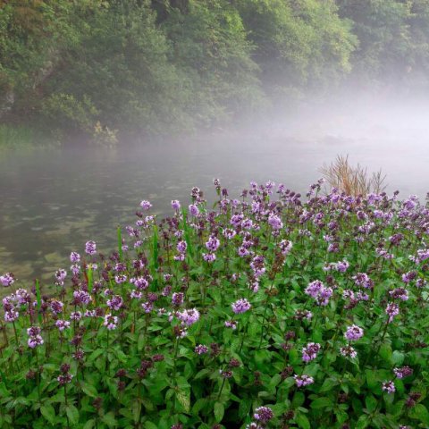 MENTHA AQUATICA - Menthe deau