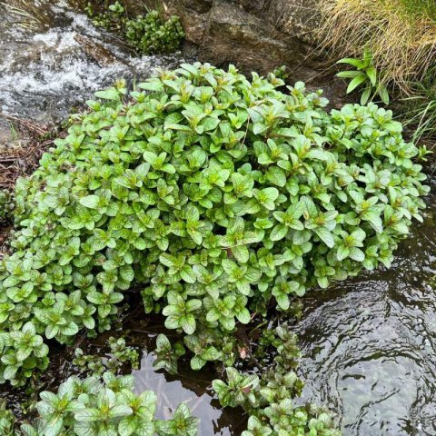 MENTHA AQUATICA - Menthe deau