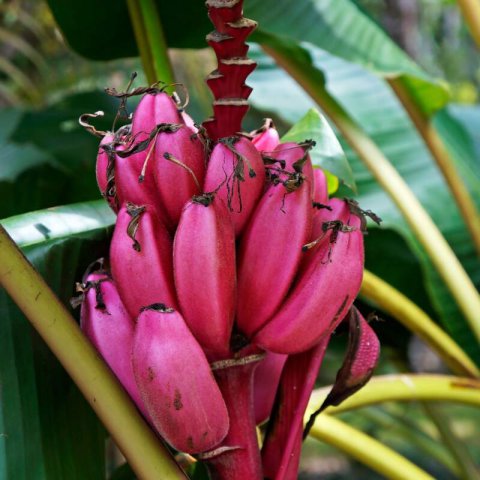 MUSA VELUTINA - Pink Banana