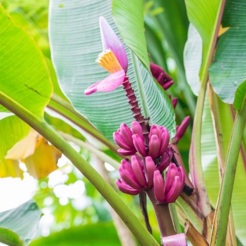 MUSA VELUTINA - Pink Banana